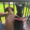 Hank joined the competition — help win amazing prizes! dog, brown_dog, black_dog, harness, porch, wooden_railing, green_grass, outdoor, back_view, pet, animal, leisure, companionship, nature, daylight, relaxation, fence, curiosity, seated, two_animals