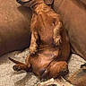 Hank is registered to the contest to win money with this photo: dog, dachshund, sleeping, relaxed, couch, pet, animal, brown, fur, paws, cozy, indoor, resting, companion, legs, blanket, canine, cute, comfortable, household