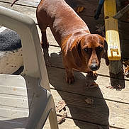 Hank is registered to the contest to win money with this photo: dachshund, dog, pet, wooden_deck, sunlight, shadow, plastic_chair, mop, leaves, outdoor, animal, brown_dog, flooring, domestic_animal, looking_up, daylight, canine, side_view, companion, curious