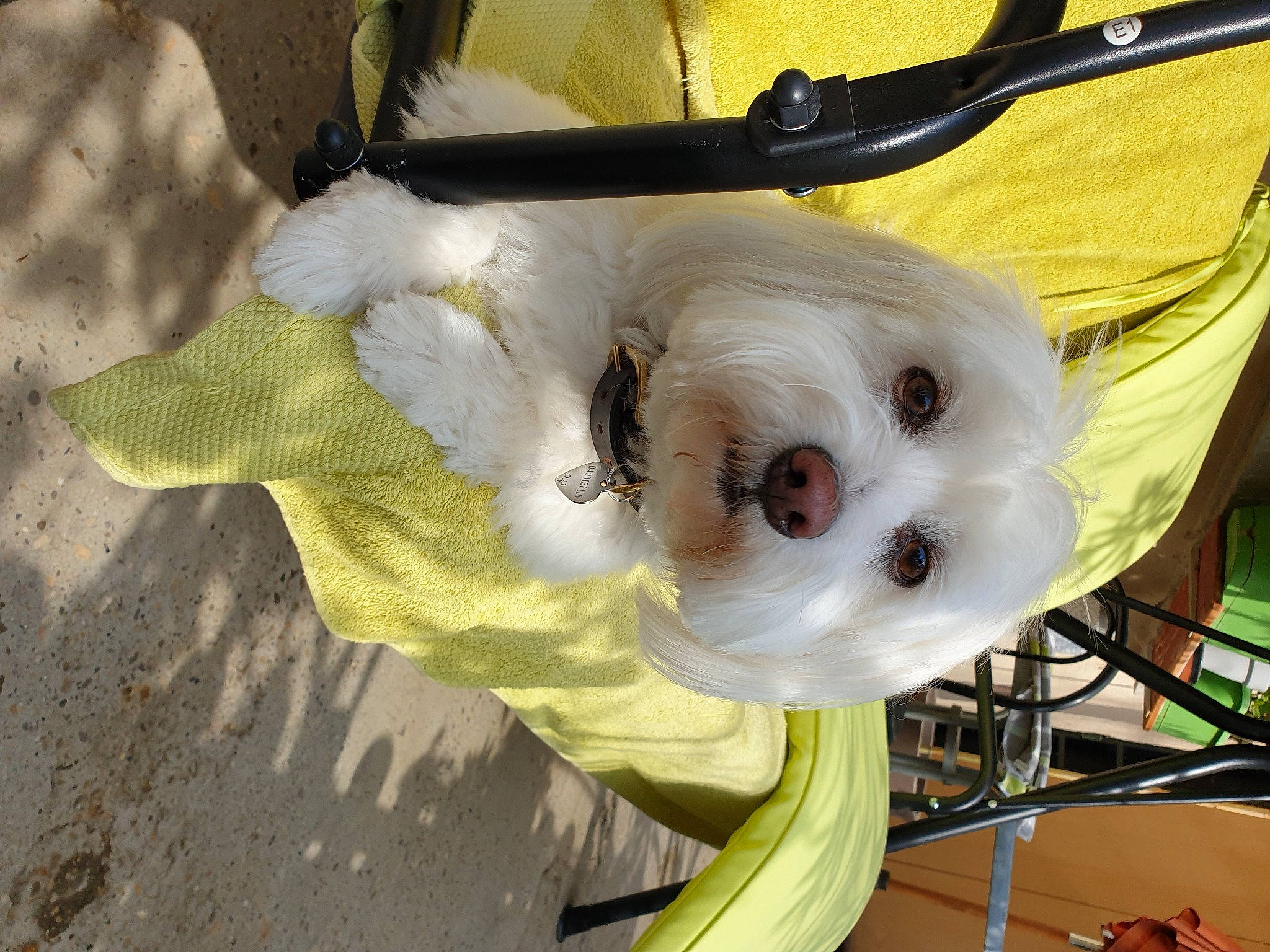 Margot a rejoint le concours — aidez-le/la à gagner de superbes lots ! bag, canidae, carnivore, companion_dog, dog, dog_breed, dog_clothes, dog_supply, eyewear, fashion_accessory, fawn, fur, non_sporting_group, pet_supply, plant, snout, sporting_group, sunglasses, toy_dog, working_animal