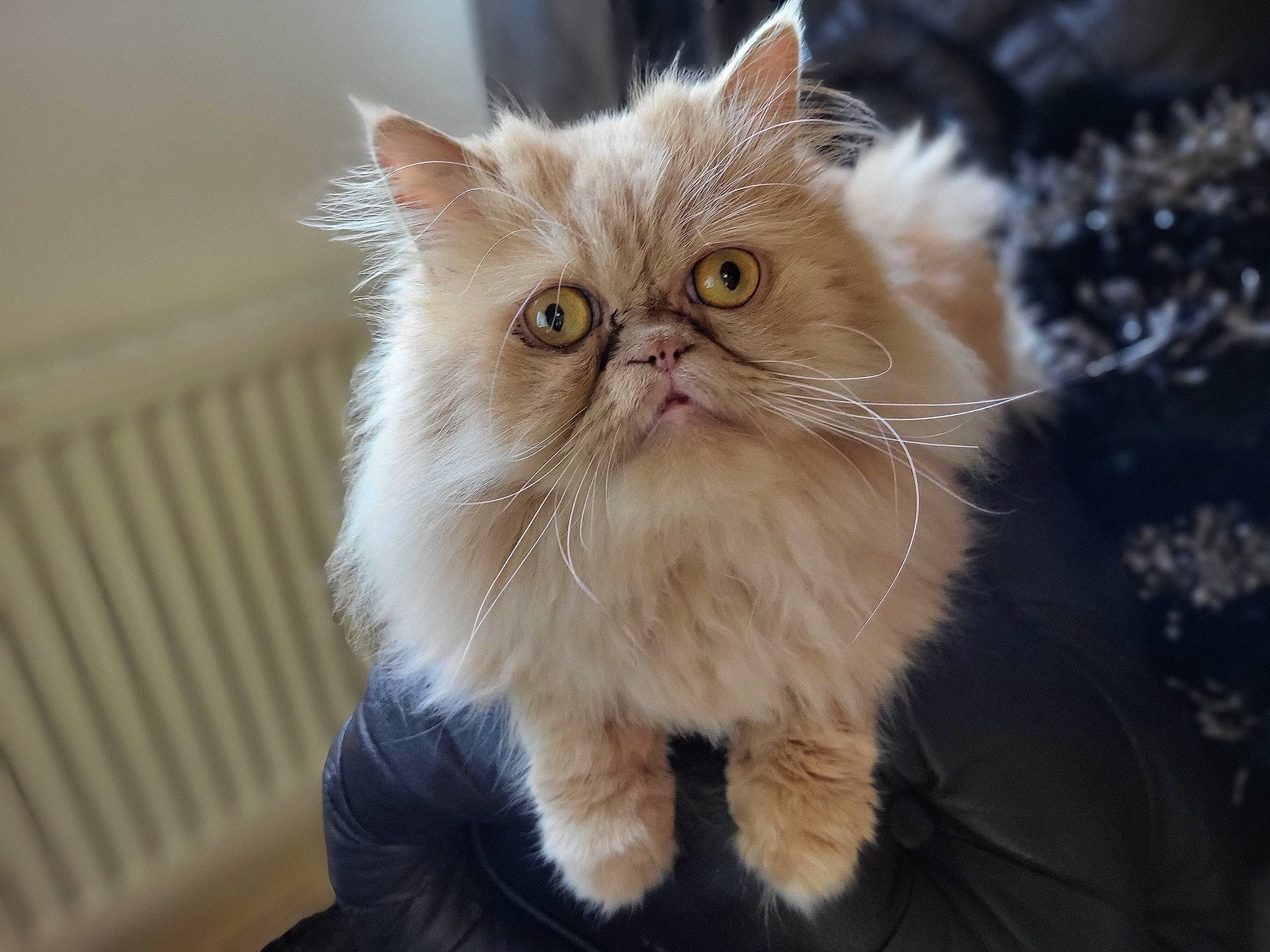 Elvis is registered to the contest to win money with this photo: art, carnivore, cat, eye, fawn, felidae, fur, persian, plant, small_to_medium_sized_cats, snout, terrestrial_animal, whiskers, wood