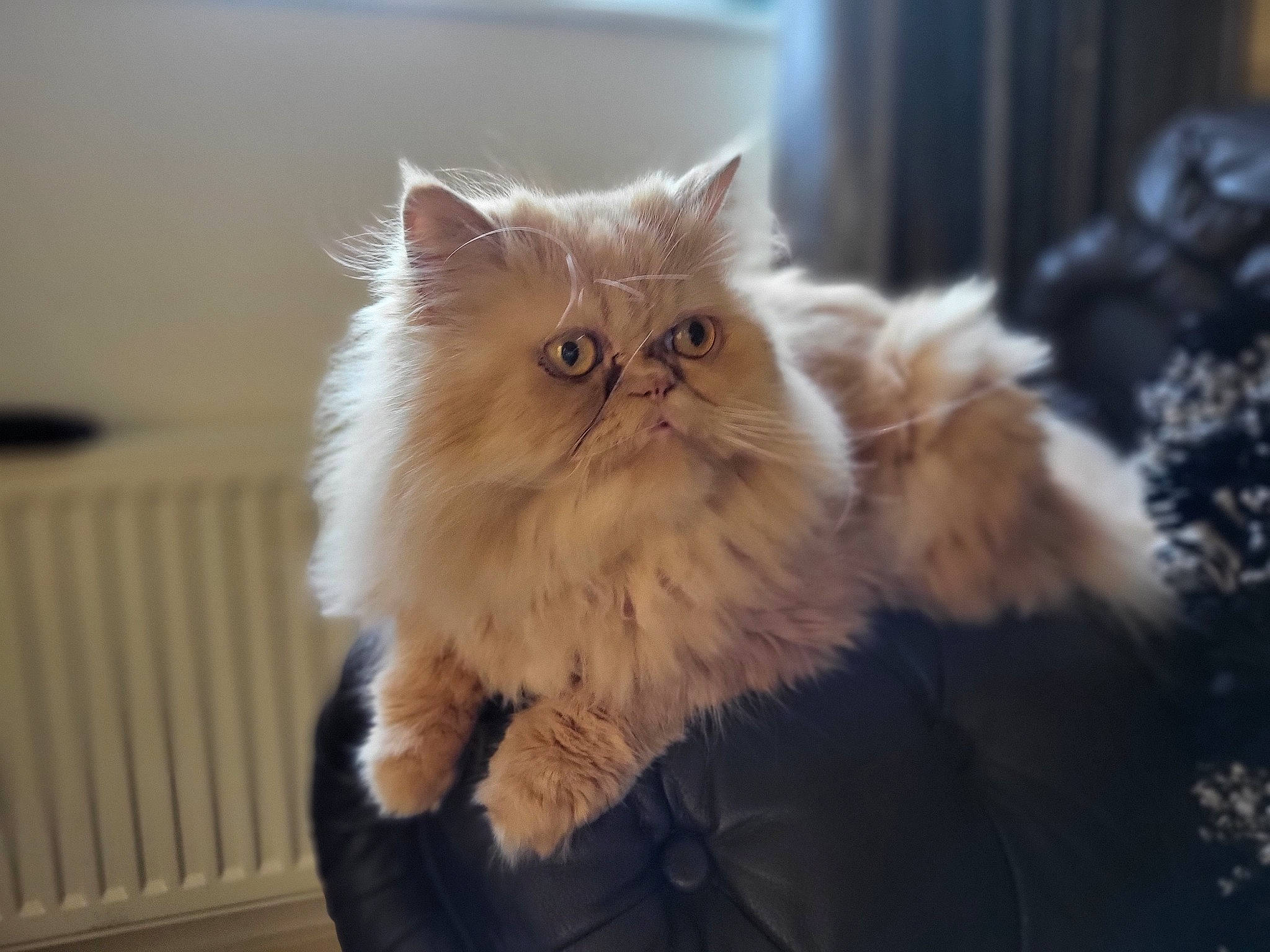 Elvis is registered to the contest to win money with this photo: art, british_longhair, carnivore, cat, event, eye, fawn, felidae, fur, persian, small_to_medium_sized_cats, snout, terrestrial_animal, whiskers, wood