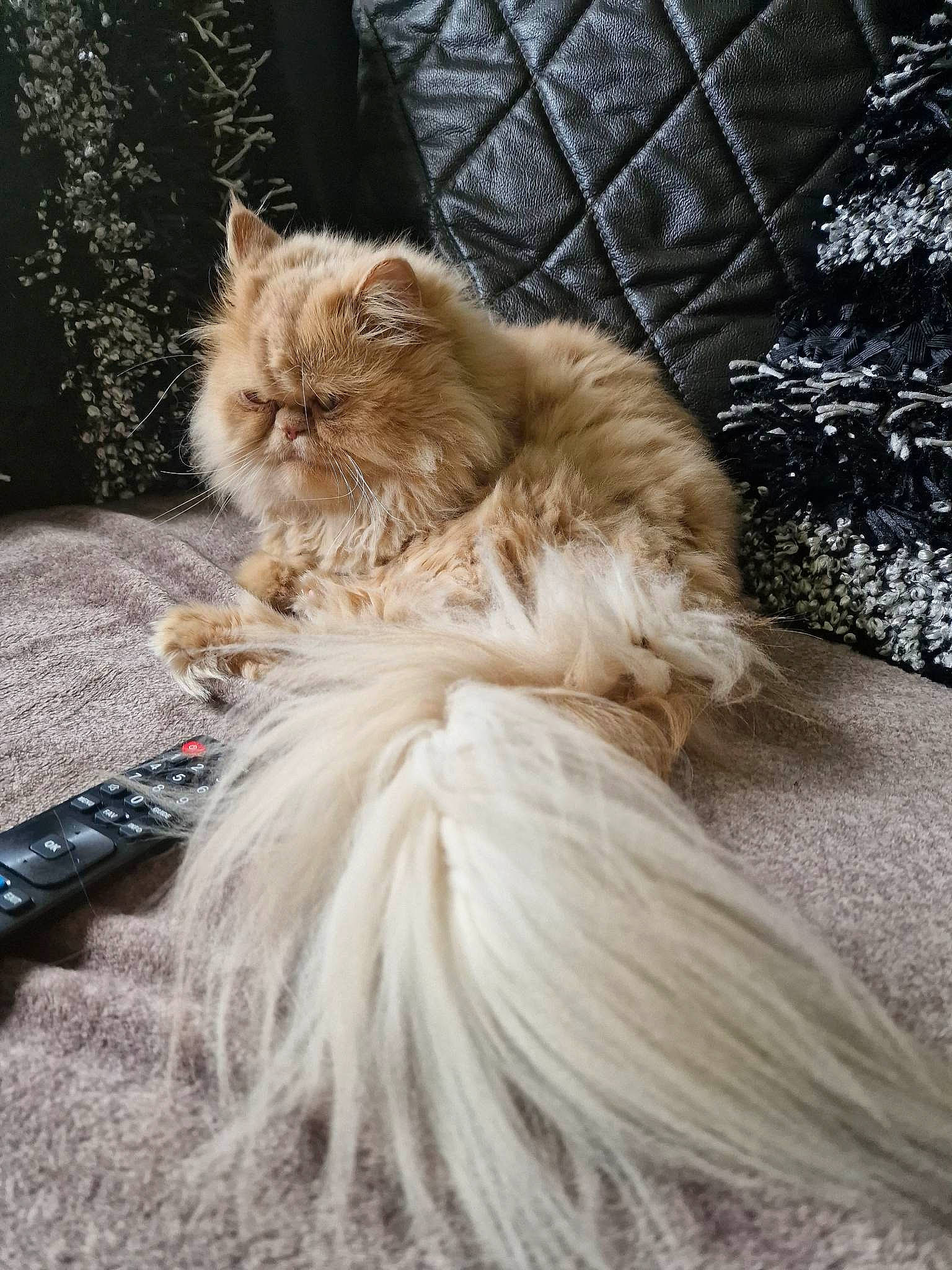 Elvis is registered to the contest to win money with this photo: british_longhair, carnivore, cat, claw, fawn, felidae, fur, persian, ragdoll, small_to_medium_sized_cats, snout, tail, terrestrial_animal, whiskers, winter, wood