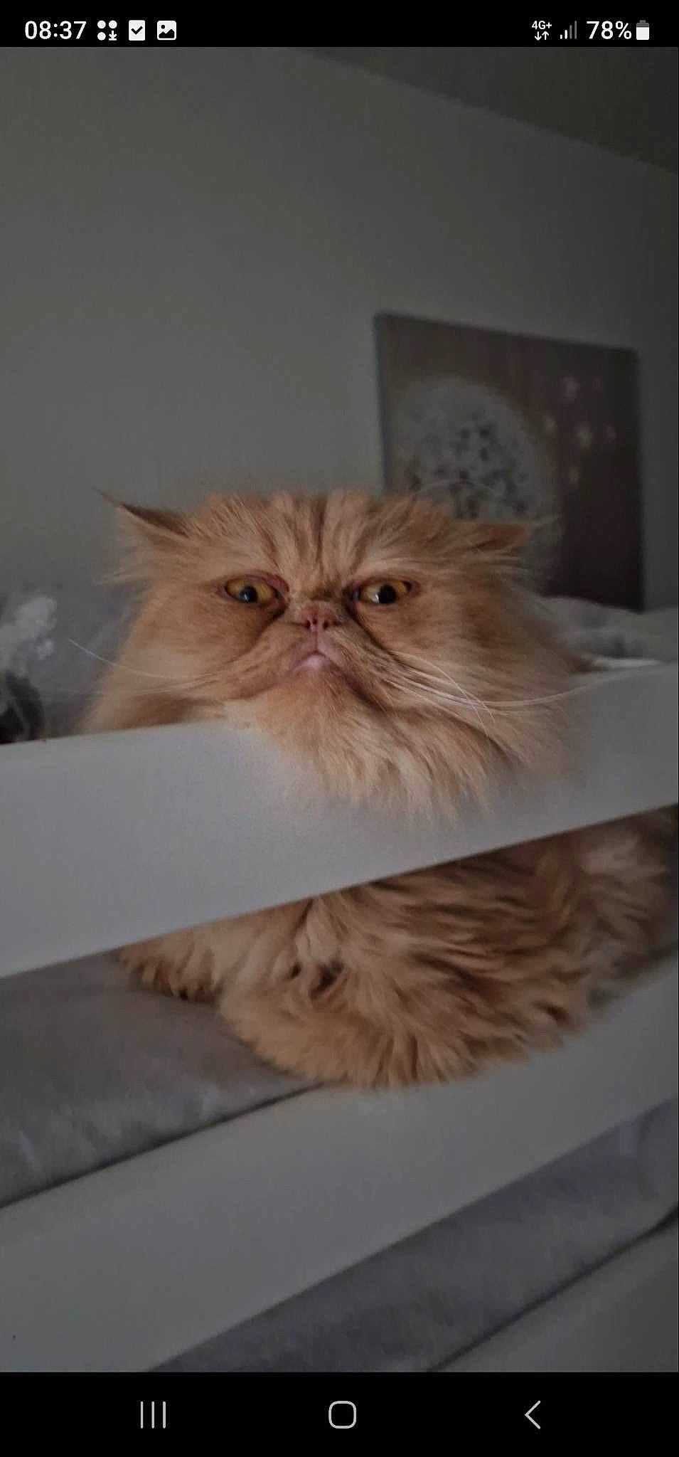 Elvis is registered to the contest to win money with this photo: art, box, carnivore, cat, comfort, fawn, felidae, fur, hardwood, persian, plant, small_to_medium_sized_cats, snout, whiskers, wood