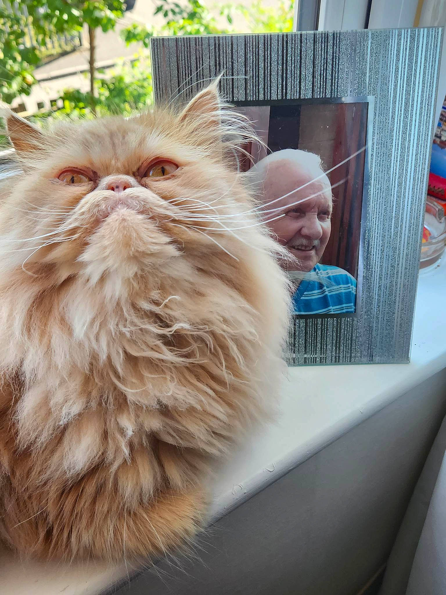 Elvis is registered to the contest to win money with this photo: british_longhair, carnivore, cat, fawn, felidae, fur, persian, plant, sitting, small_to_medium_sized_cats, smile, snout, tree, whiskers