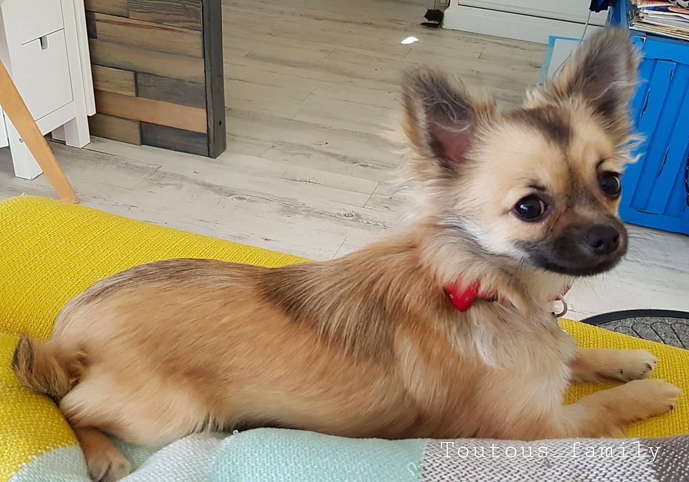 Una a rejoint le concours — aidez-le/la à gagner de superbes lots ! canidae, carnivore, collar, companion_dog, dog, dog_breed, dog_supply, fawn, floor, flooring, fur, liver, pet_supply, plate, puppy, snout, sporting_group, toy_dog, wood_stain, working_animal