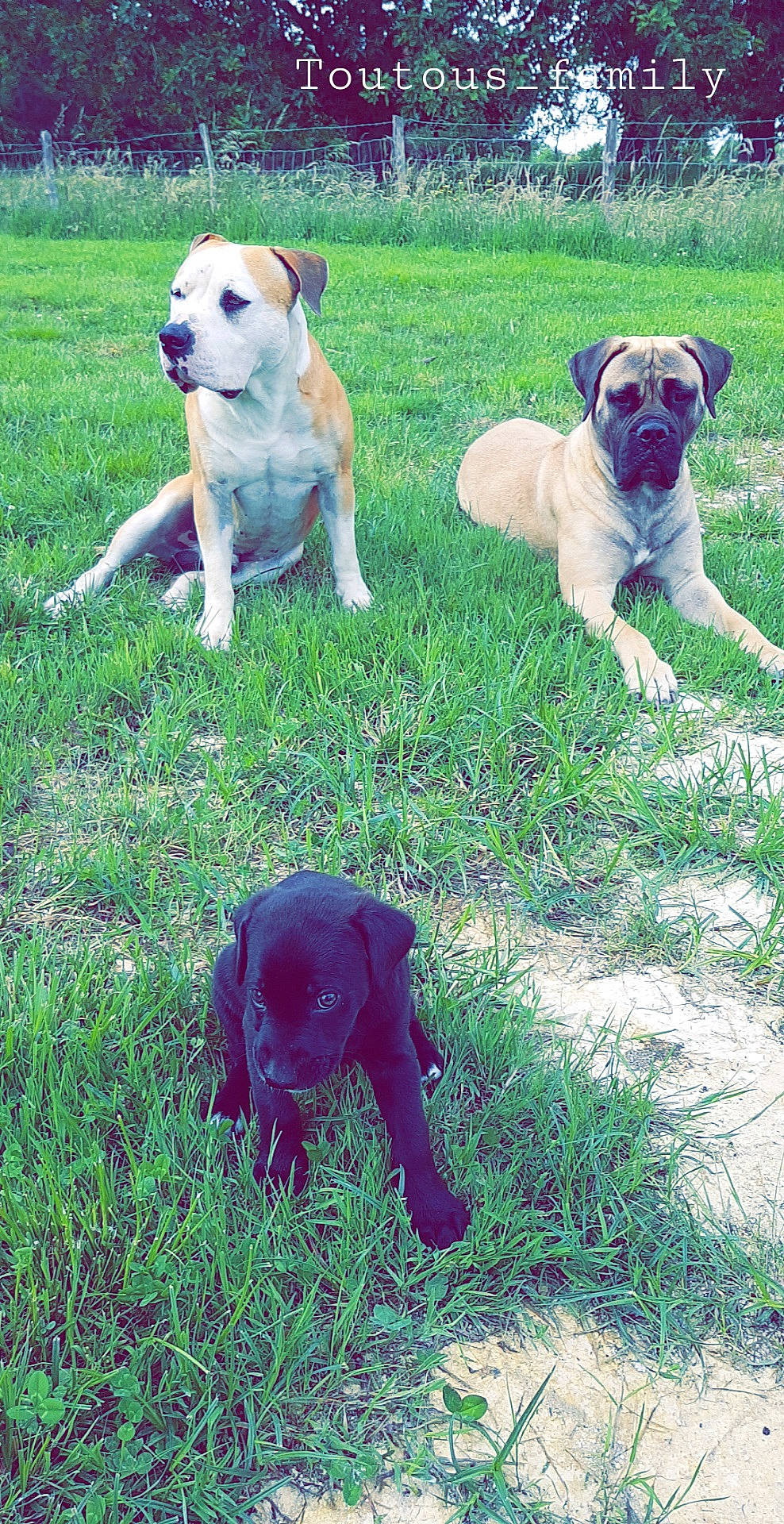 Narka participe au concours pour gagner de l'argent avec cette photo : canidae, carnivore, companion_dog, dog, dog_breed, dog_collar, fawn, grass, lawn, liver, mammal, non_sporting_group, old_english_bulldog, snout, sporting_group, toy_dog, vertebrate, working_animal, working_dog, wrinkle