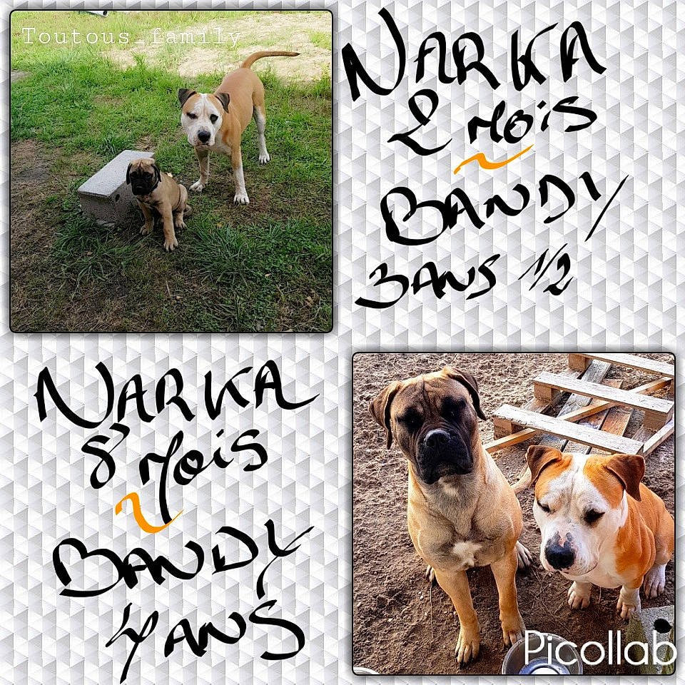 Narka participe au concours pour gagner de l'argent avec cette photo : canidae, carnivore, collar, companion_dog, dog, dog_breed, dog_supply, fawn, font, handwriting, mammal, organism, pet_supply, photo_caption, photography, snout, sporting_group, terrestrial_animal, vertebrate, working_animal