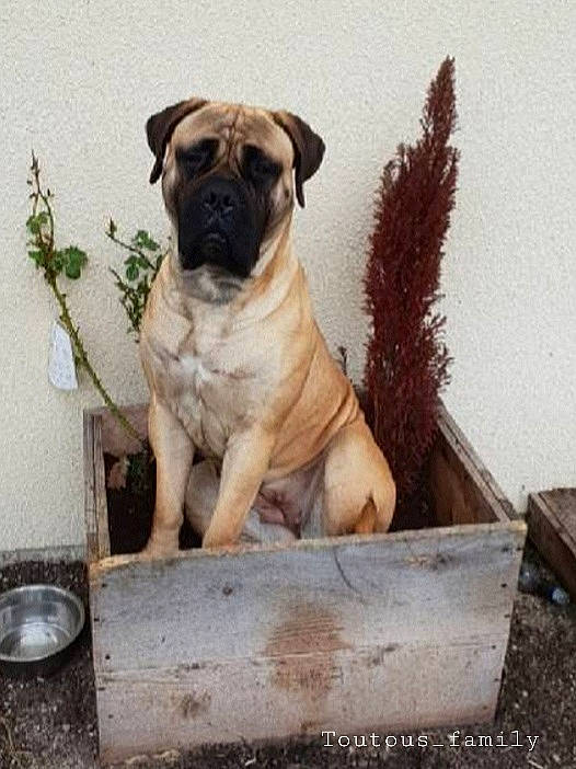 Narka participe au concours pour gagner de l'argent avec cette photo : canidae, carnivore, companion_dog, dog, dog_breed, fawn, mammal, molosser, non_sporting_group, pug, puppy, snout, sporting_group, toy_dog, wood, working_animal, working_dog, wrinkle