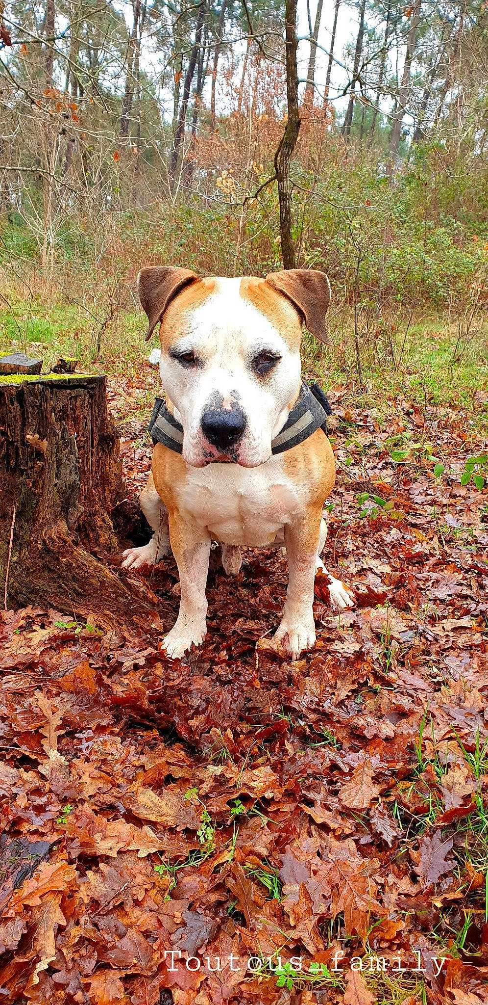 Bandy a rejoint le concours — aidez-le/la à gagner de superbes lots ! autumn, canidae, carnivore, collar, companion_dog, deciduous, dog, dog_breed, dog_collar, fawn, groundcover, hunting_dog, leaf, liver, mammal, snout, soil, sporting_group, woodland, working_animal