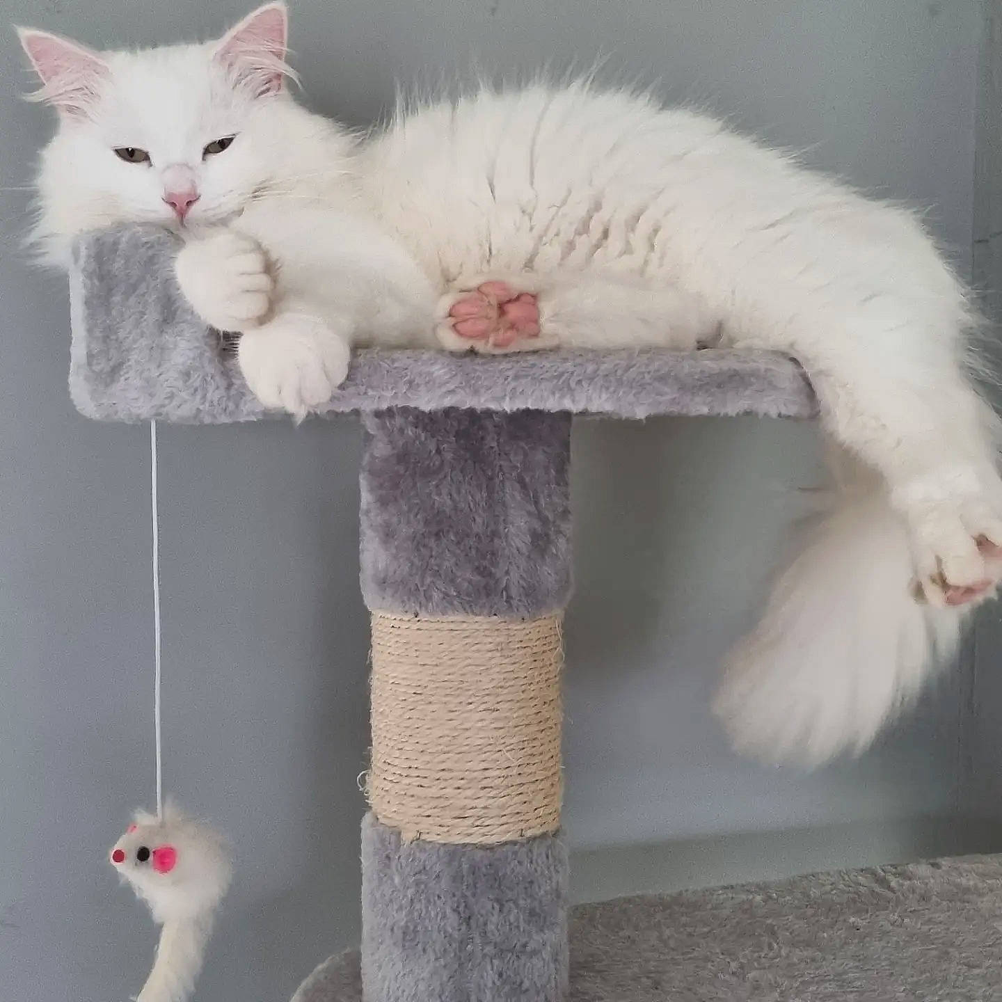 Munchkin joined the competition — help win amazing prizes! art, carnivore, cat, cat_supply, claw, comfort, domestic_short_haired_cat, felidae, fur, mammal, paw, shelf, small_to_medium_sized_cats, tail, vertebrate, whiskers, white, window, wool, woolen