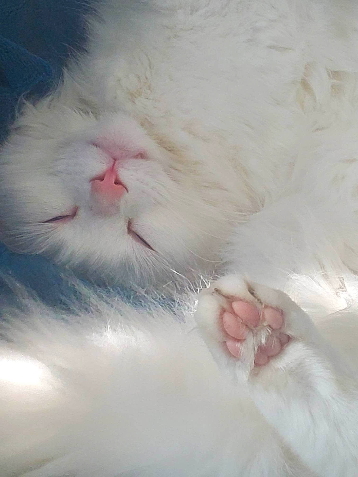 Munchkin joined the competition — help win amazing prizes! art, carnivore, cat, claw, comfort, felidae, foot, fur, natural_material, paw, petal, plant, small_to_medium_sized_cats, snout, tail, terrestrial_animal, whiskers