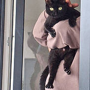 Haka participe au concours pour gagner de l'argent avec cette photo : animal, black_cat, cat, claws, climbing, cozy, cute, feline, green_eyes, holding, indoor, looking_at_camera, paw, person, pet, portrait, reflection, shadow, sweatshirt, window