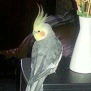 Pikatchou participe au concours pour gagner de l'argent avec cette photo :