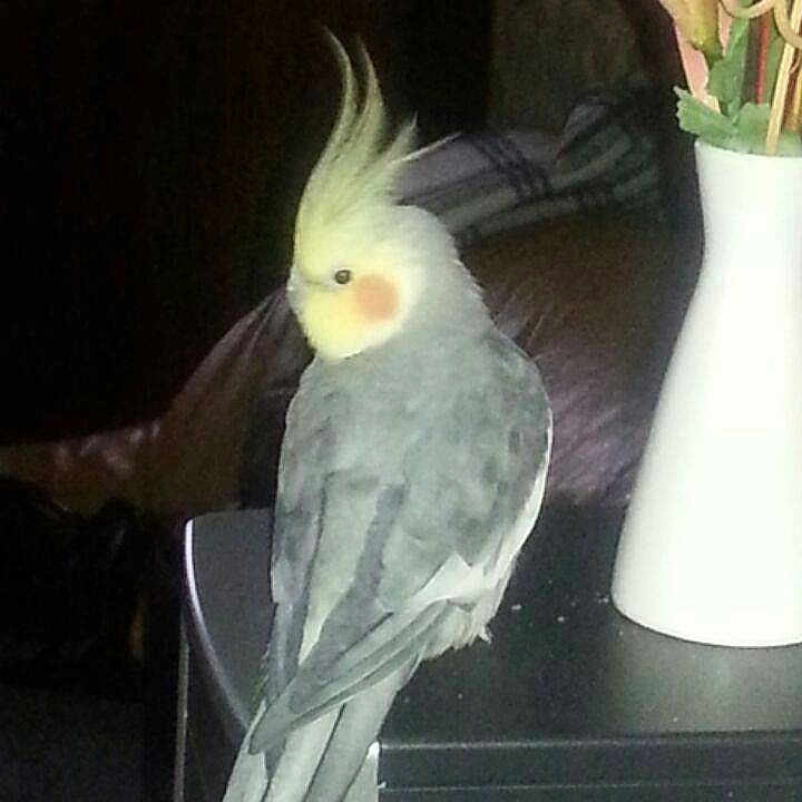 Pikatchou participe au concours pour gagner de l'argent avec cette photo :