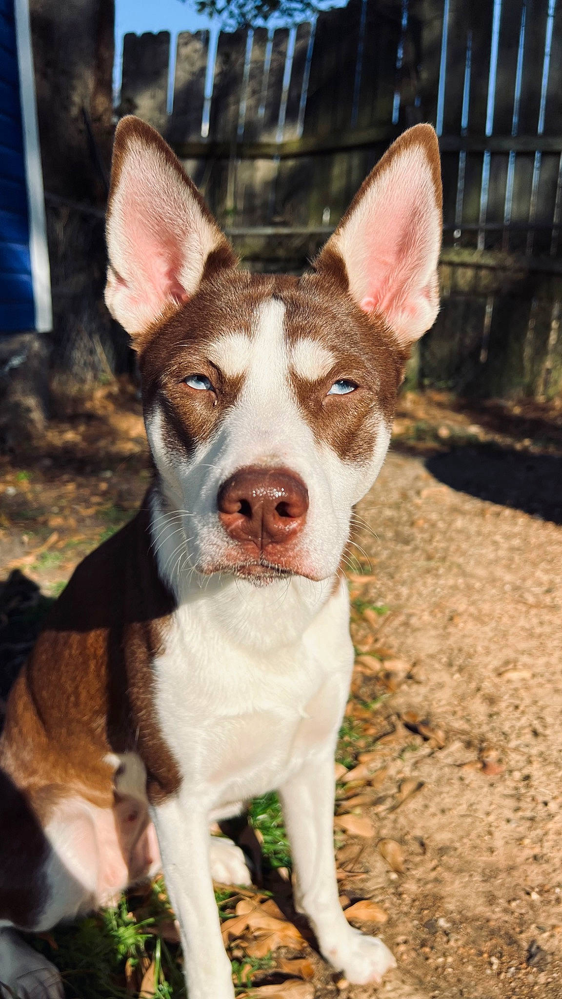 Heidi joined the competition — help win amazing prizes! ancient_dog_breeds, canidae, carnivore, companion_dog, dog, dog_breed, fawn, fence, fur, non_sporting_group, snout, sporting_group, terrestrial_animal, whiskers, working_animal