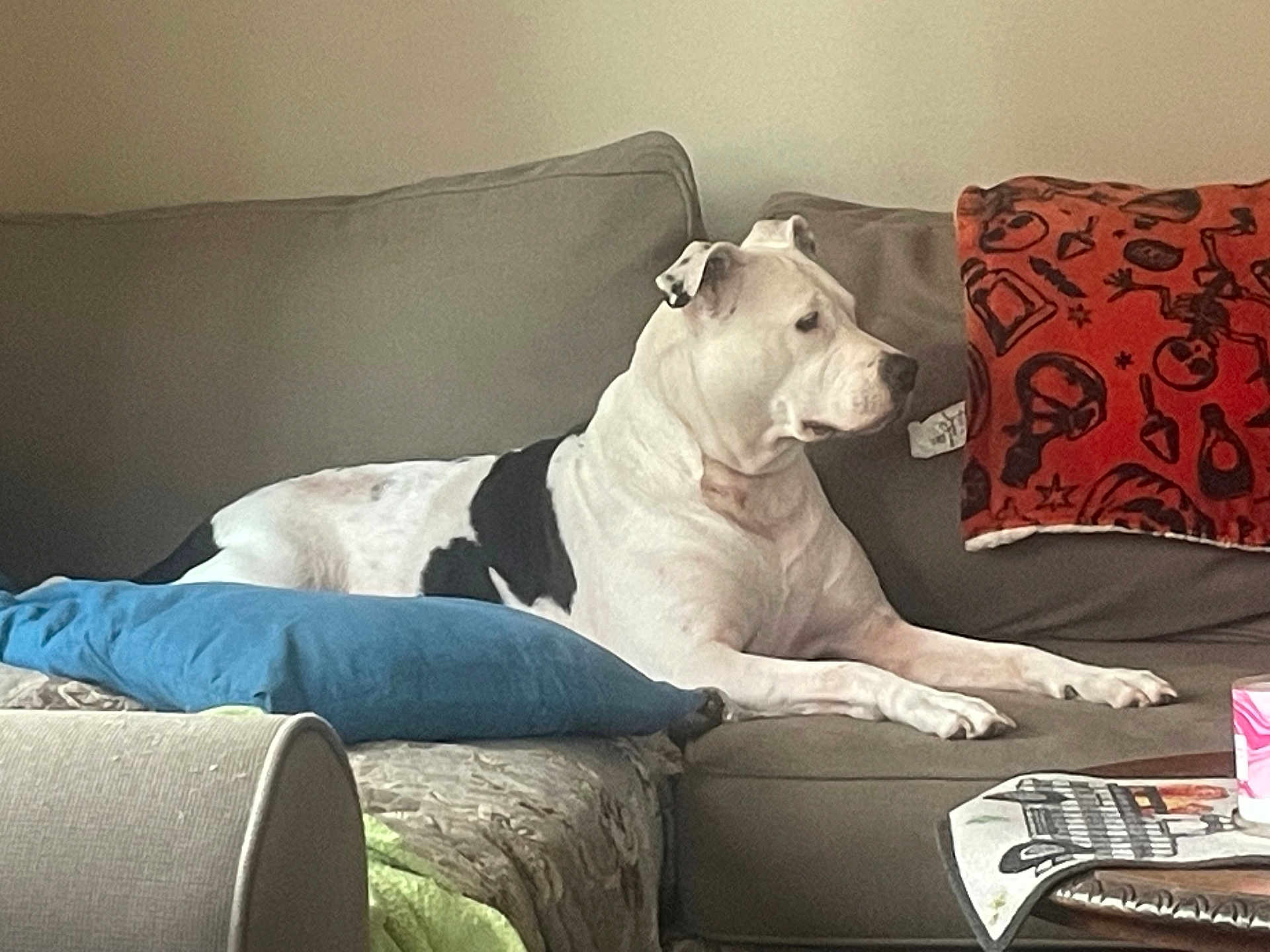 Nala is registered to the contest to win money with this photo: dog, couch, pillow, blue_cushion, orange_pillow, living_room, furniture, pet, domestic_animal, relaxing, side_view, table, magazine, cup, indoor, canine, comfortable, resting, black_and_white, home