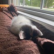 Suki is registered to the contest to win money with this photo: animal, black, brown_blanket, cat, cozy, cute, fur, home, indoor, kitten, nap, natural_light, peaceful, pet, resting, sleeping, soft, texture, white, window
