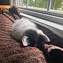 Suki joined the competition — help win amazing prizes! animal, black, brown_blanket, cat, cozy, cute, fur, home, indoor, kitten, nap, natural_light, peaceful, pet, resting, sleeping, soft, texture, white, window