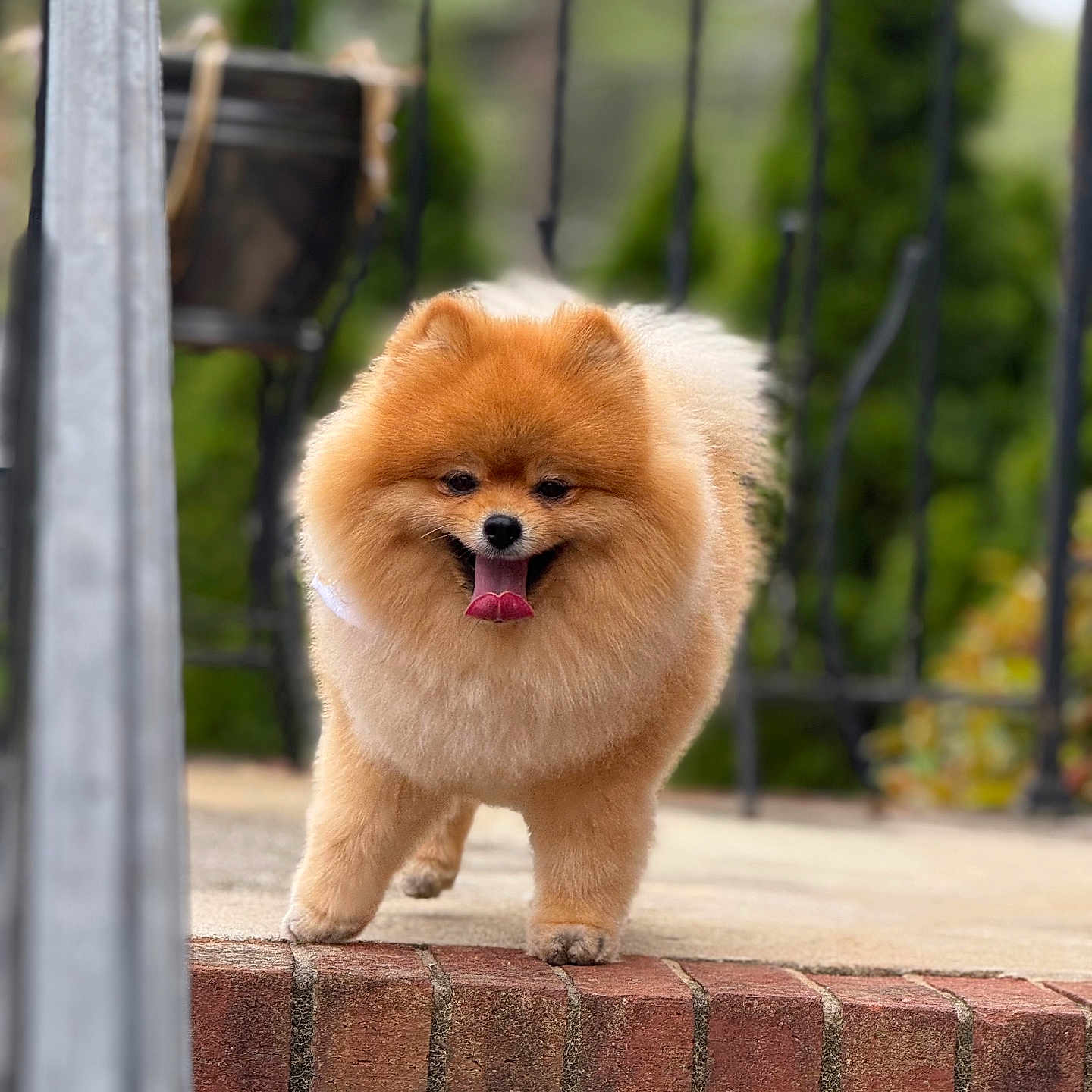 Rocky joined the competition — help win amazing prizes! animal, blurred_background, brick, canine, cute, daylight, dog, fluffy, friendly, fur, garden, happy, outdoor, pet, pomeranian, small_dog, smiling, steps, tongue_out, walking