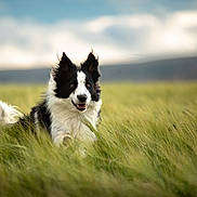 Raven is registered to the contest to win money with this photo: dog, black_and_white, grass, field, outdoor, happy, running, fluffy, nature, sky, cloudy, animal, pet, ears, tail, muzzle, fur, playful, canine, landscape
