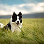 dog, black_and_white, grass, field, outdoor, happy, running, fluffy, nature, sky, cloudy, animal, pet, ears, tail, muzzle, fur, playful, canine, landscape