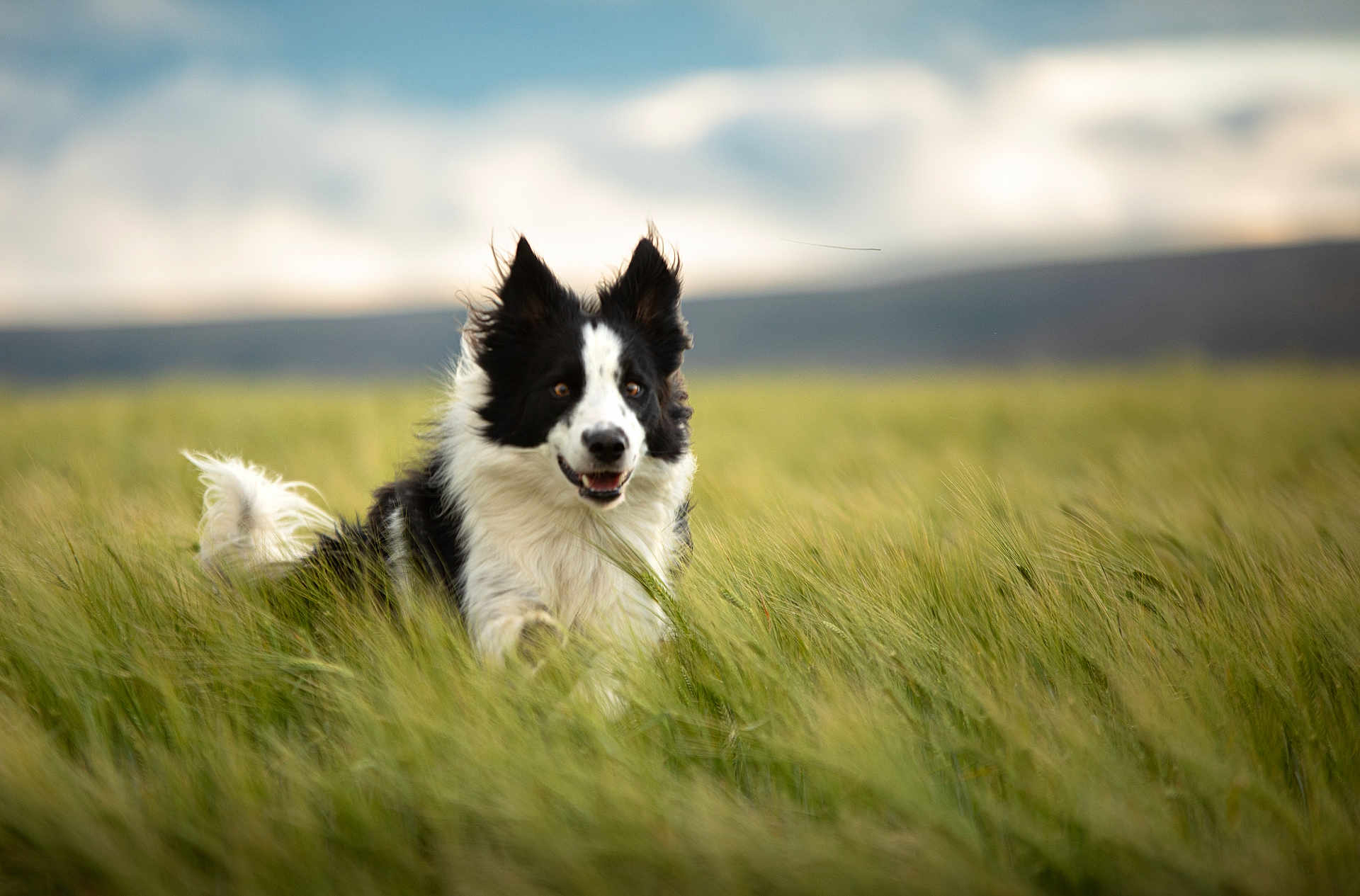 Raven is registered to the contest to win money with this photo: dog, black_and_white, grass, field, outdoor, happy, running, fluffy, nature, sky, cloudy, animal, pet, ears, tail, muzzle, fur, playful, canine, landscape