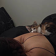 Titi joined the competition — help win amazing prizes! calico_cat, kitten, cat, pet, animal, furry, white_fur, orange_fur, black_fur, green_eyes, lying_down, relaxed, sleepy, indoor, bedroom, bed, blanket, person, portrait, cozy