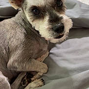 Josie is registered to the contest to win money with this photo: animal, bed, blanket, canine, close_up, companion, cozy, cute, dog, ears, face, fur, gray_fur, indoor, looking, lying_down, paw, pet, resting, small_dog