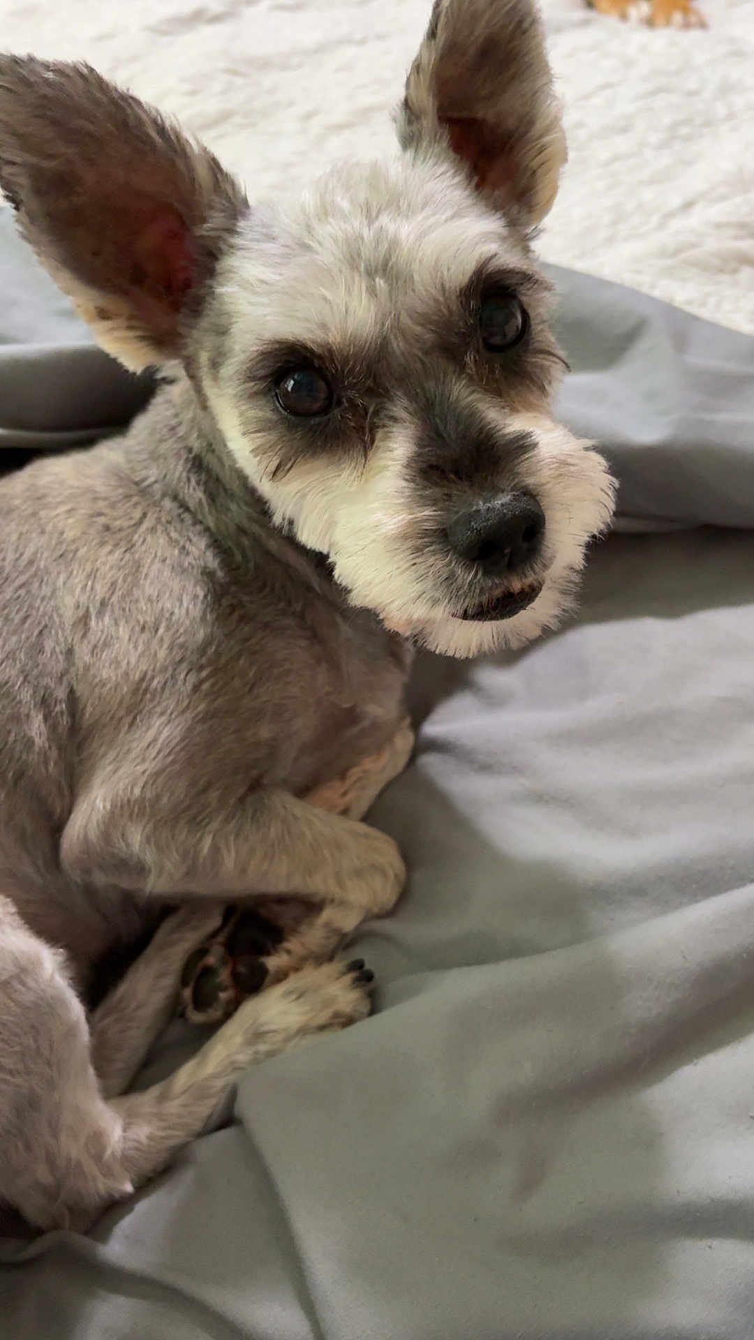 Josie