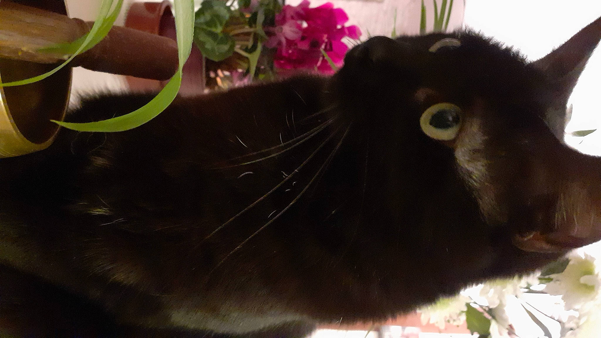 Pitchoune participe au concours pour gagner de l'argent avec cette photo : annual_plant, black_cat, cat, felidae, flower, flowering_plant, flowerpot, fur, grass, herb, houseplant, magenta, petal, plant, small_to_medium_sized_cats, tail, terrestrial_animal, terrestrial_plant, whiskers, working_animal