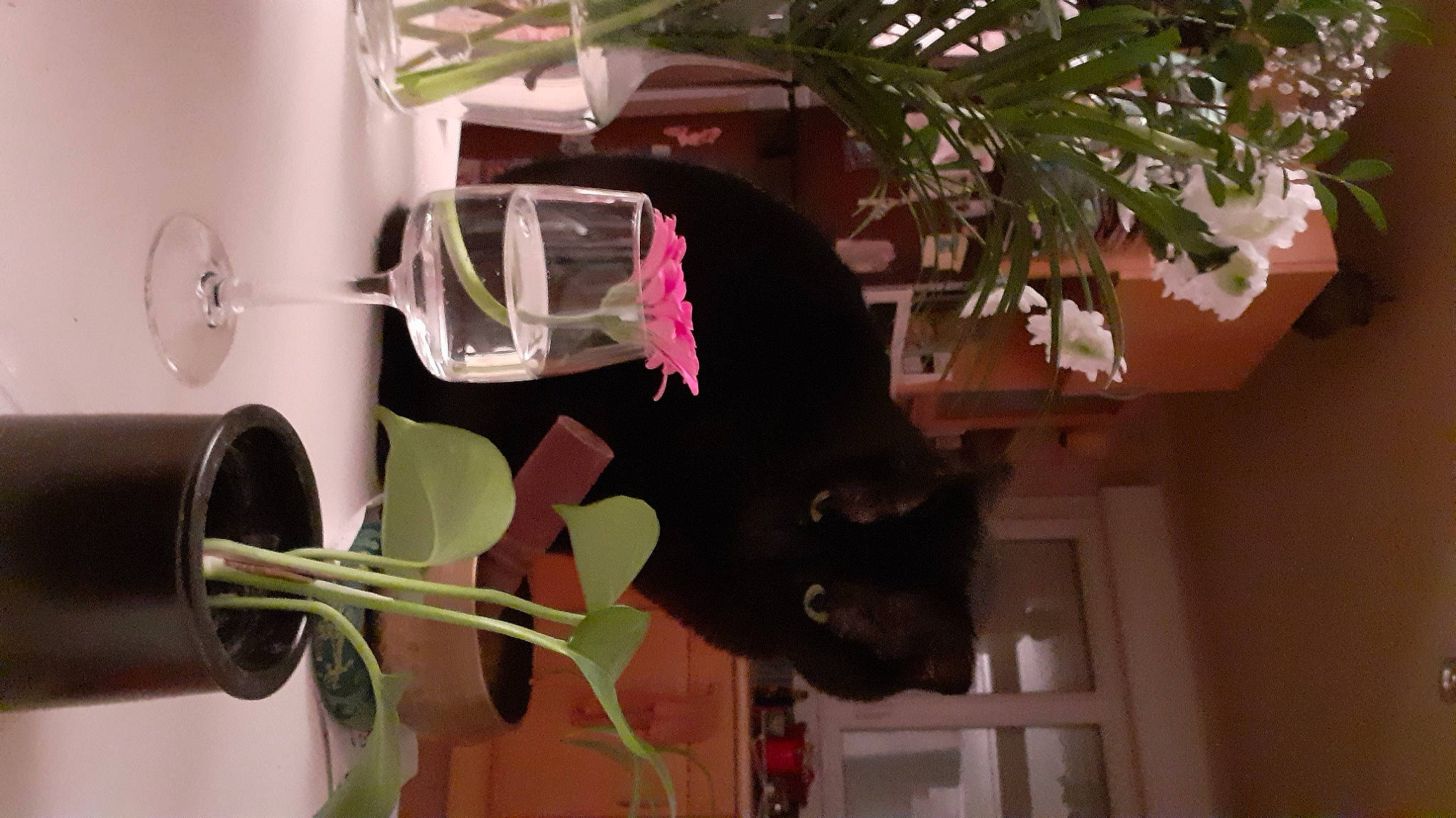 Pitchoune participe au concours pour gagner de l'argent avec cette photo : audio_equipment, carnivore, cat, chair, felidae, flowerpot, hat, houseplant, machine, plant, room, shelf, small_to_medium_sized_cats, tail, tree, twig, wood