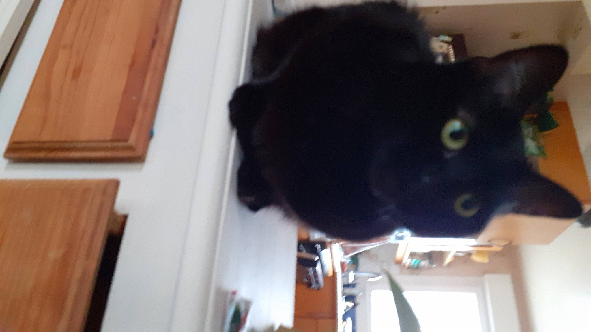 Pitchoune a rejoint le concours — aidez-le/la à gagner de superbes lots ! black_cat, bombay, carnivore, cat, dog_breed, domestic_short_haired_cat, ear, felidae, flooring, fur, hardwood, mammal, room, small_to_medium_sized_cats, snout, tail, whiskers, window, wood, wood_stain