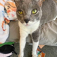 Beebee is registered to the contest to win money with this photo: cat, grey_cat, white_paws, yellow_eyes, bed, blanket, carpet, book, notebook, indoor, pet, animal, fur, whiskers, curious, close_up, floor, cozy, resting, domestic