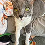 cat, grey_cat, white_paws, yellow_eyes, bed, blanket, carpet, book, notebook, indoor, pet, animal, fur, whiskers, curious, close_up, floor, cozy, resting, domestic