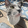 Beebee is registered to the contest to win money with this photo: cat, gray_cat, white_cat, whiskers, close_up, curious, porch, sunlight, blue_rug, wicker_chair, wooden_floor, pet, animal, feline, outdoor, daylight, shadow, eyes, nose, ears