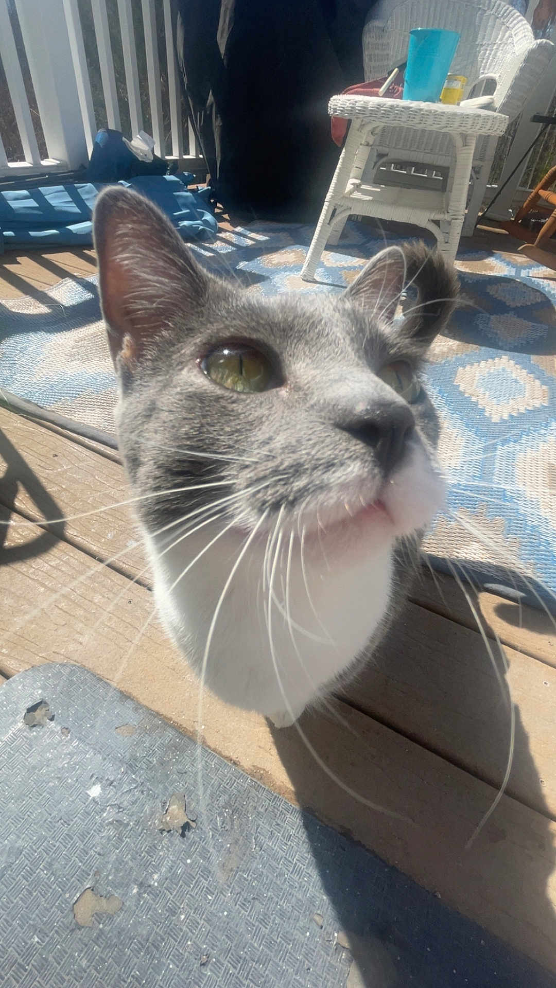 Beebee is registered to the contest to win money with this photo: cat, gray_cat, white_cat, whiskers, close_up, curious, porch, sunlight, blue_rug, wicker_chair, wooden_floor, pet, animal, feline, outdoor, daylight, shadow, eyes, nose, ears