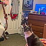 Beebee joined the competition — help win amazing prizes! cat, gray_cat, white_cat, blanket, bedroom, dresser, laundry_basket, poster, mirror, clothing, carpet, door, furniture, indoor, pet, animal, feline, curious, sitting, cozy