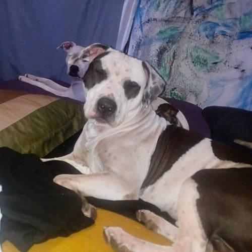 Bandit joined the competition — help win amazing prizes! bedding, canidae, carnivore, collar, comfort, companion_dog, couch, dog, dog_breed, dog_collar, dog_supply, fawn, guard_dog, linens, pet_supply, plant, puppy_love, sporting_group, toy_dog, working_animal