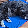 Oreo is registered to the contest to win money with this photo: animal, blue_mat, cat, cozy, cute, domestic, fluffy, fur, gray, indoor, mat, paw, pet, quiet, relaxed, resting, sleeping, whiskers, white_paws, wooden_floor