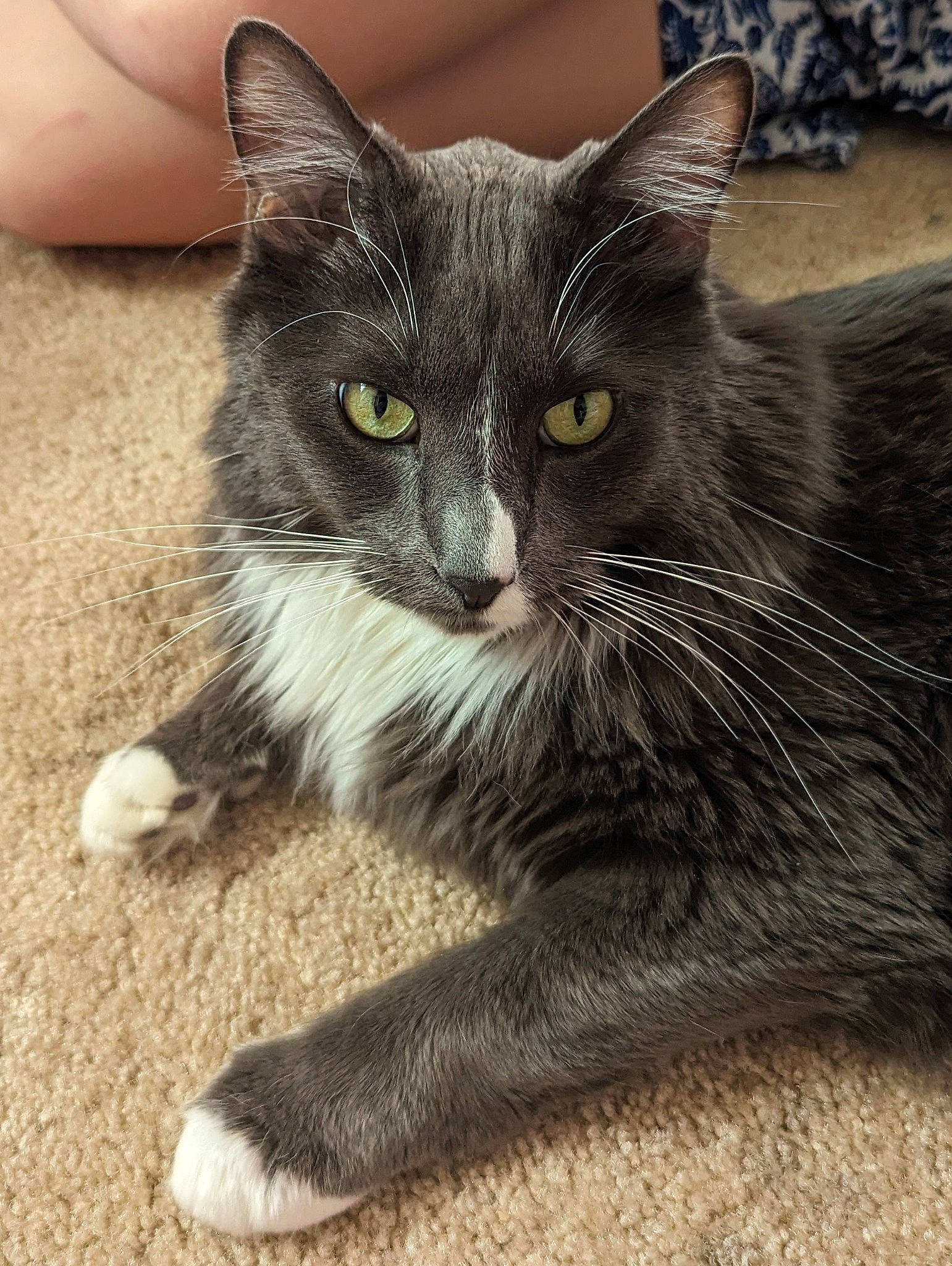 Oreo joined the competition — help win amazing prizes! carnivore, cat, claw, comfort, domestic_short_haired_cat, eye, felidae, fur, grey, paw, sitting, small_to_medium_sized_cats, snout, tail, terrestrial_animal, whiskers