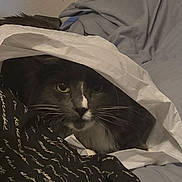 Oreo joined the competition — help win amazing prizes! cat, animal, pet, bed, blanket, fabric, whiskers, face, fur, indoor, cozy, resting, black_and_white, curious, eyes, hidden, text_pattern, soft, comfort, sleeping_area