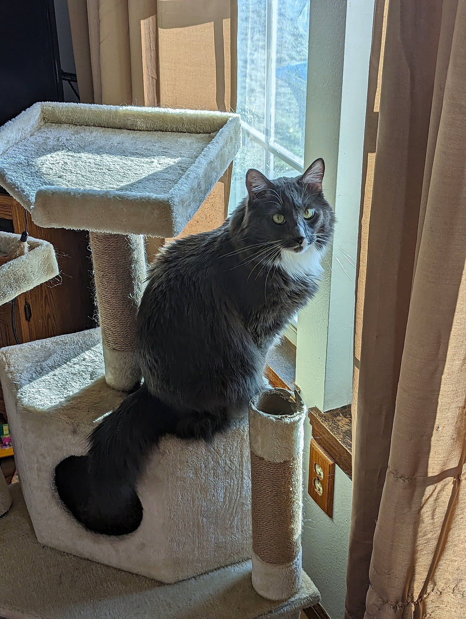 Oreo is registered to the contest to win money with this photo: box, carnivore, cat, cat_furniture, cat_supply, domestic_short_haired_cat, door, felidae, floor, flooring, fur, grey, hardwood, shelf, small_to_medium_sized_cats, snout, tail, whiskers, window, wood