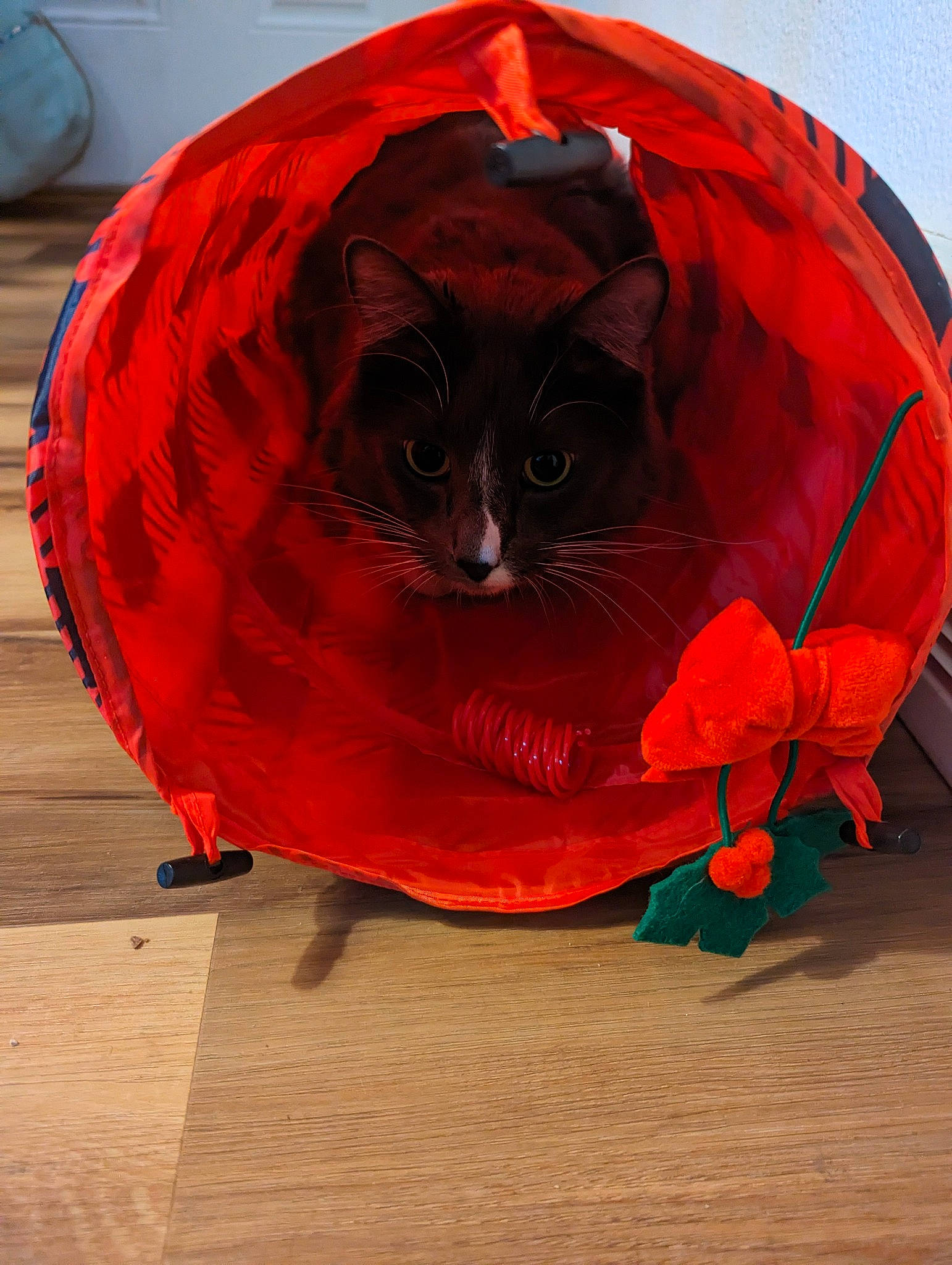 Oreo is registered to the contest to win money with this photo: art, bean_bag, calabaza, carnivore, cat, creative_arts, cucurbita, felidae, gourd, orange, pumpkin, red, small_to_medium_sized_cats, squash, tail, vegetable, whiskers, window, winter_squash, wood