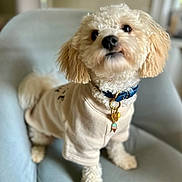 Snowball joined the competition — help win amazing prizes! dog, small_dog, fluffy, cream_colored, sweater, collar, charm, armchair, indoor, pet, cute, curious, furniture, light_blue, cozy, canine, domestic_animal, companion, portrait, seated