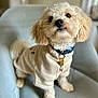 dog, small_dog, fluffy, cream_colored, sweater, collar, charm, armchair, indoor, pet, cute, curious, furniture, light_blue, cozy, canine, domestic_animal, companion, portrait, seated
