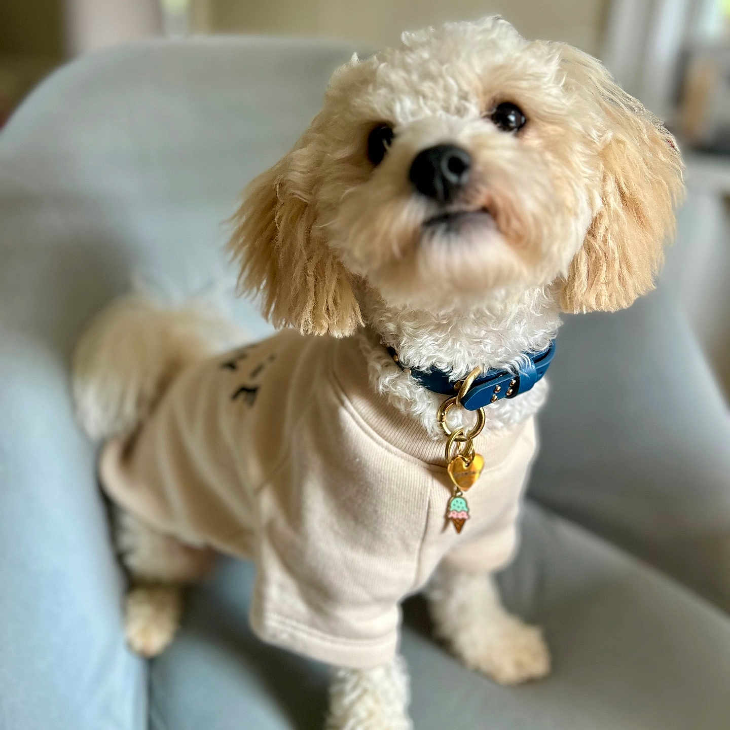 Snowball joined the competition — help win amazing prizes! armchair, canine, charm, collar, companion, cozy, cream_colored, curious, cute, dog, domestic_animal, fluffy, furniture, indoor, light_blue, pet, portrait, seated, small_dog, sweater