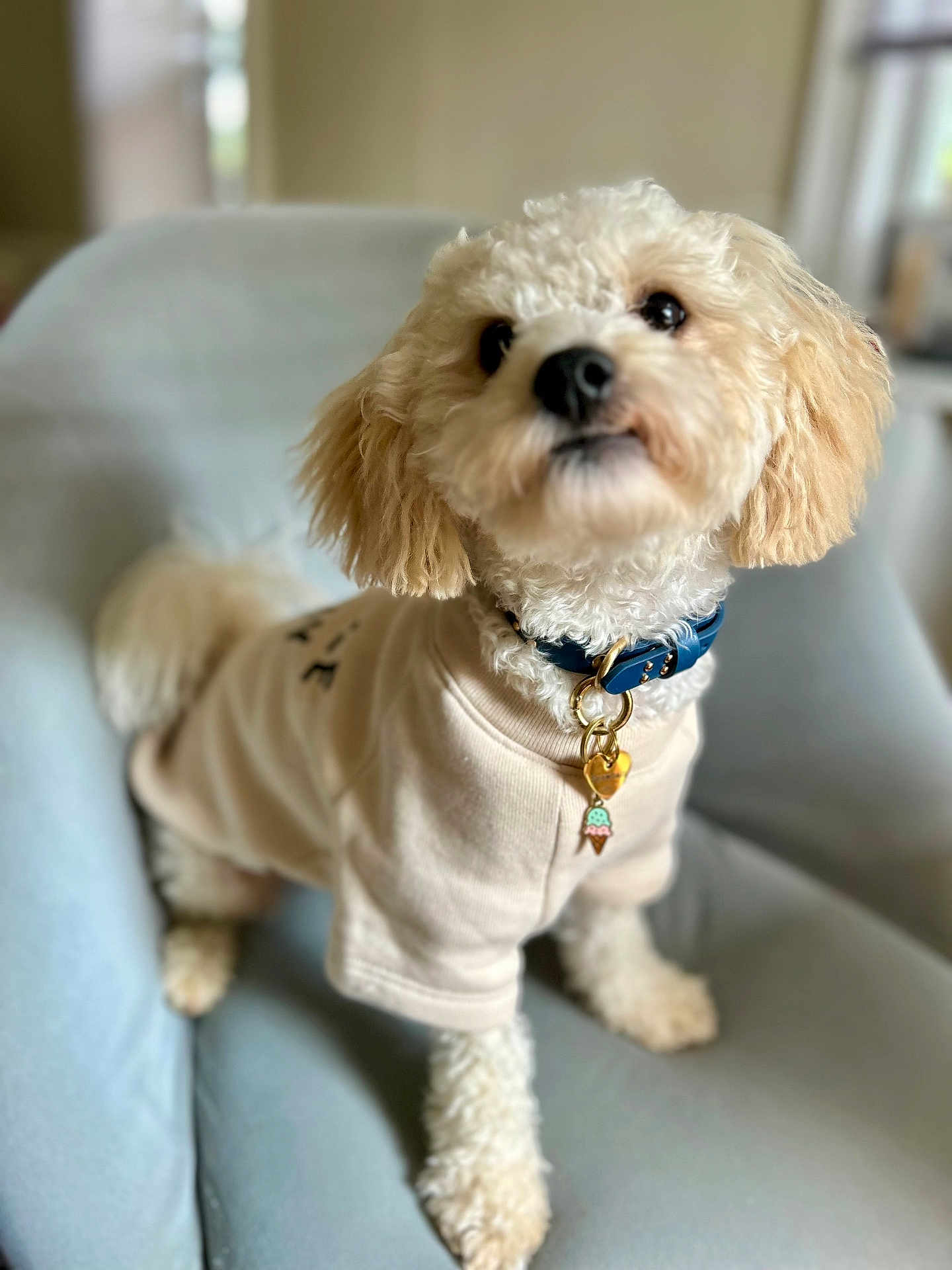 Snowball joined the competition — help win amazing prizes! dog, small_dog, fluffy, cream_colored, sweater, collar, charm, armchair, indoor, pet, cute, curious, furniture, light_blue, cozy, canine, domestic_animal, companion, portrait, seated