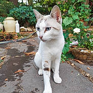 Tiblanc a rejoint le concours — aidez-le/la à gagner de superbes lots ! animal, basket, blue_eyes, cat, closeup, curious, daylight, ears, feline, flowers, garden, greenery, nature, outdoor, pathway, pet, plants, sitting, whiskers, white_cat