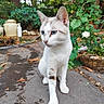 animal, basket, blue_eyes, cat, closeup, curious, daylight, ears, feline, flowers, garden, greenery, nature, outdoor, pathway, pet, plants, sitting, whiskers, white_cat